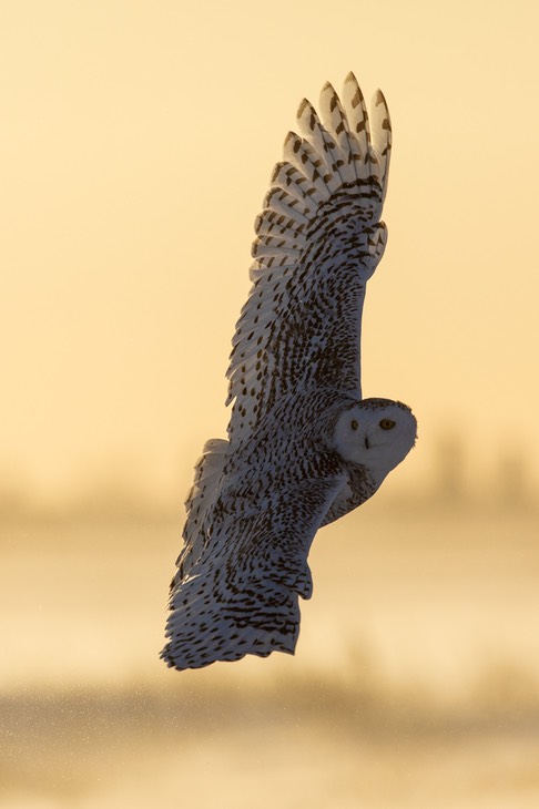 snowy owl