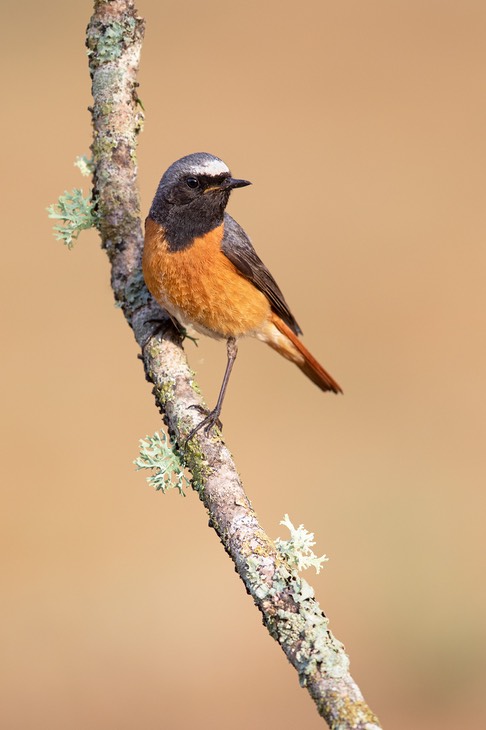 redstart