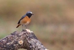 redstart