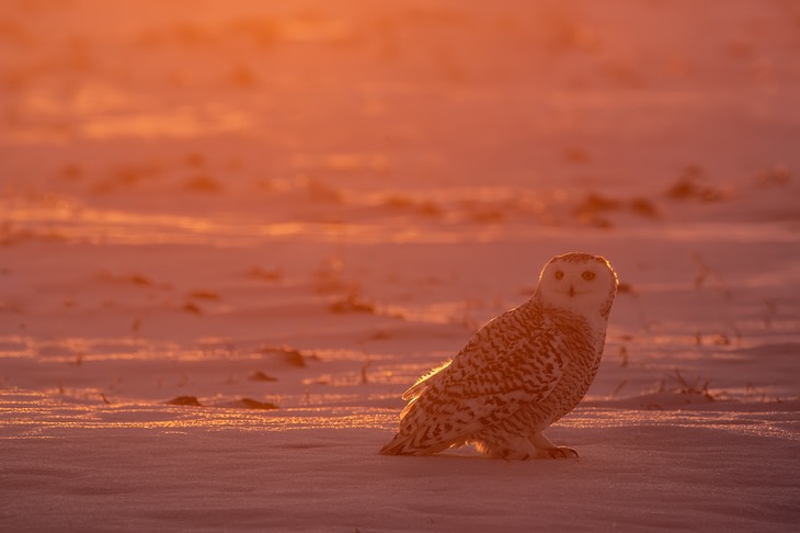 snowy owl