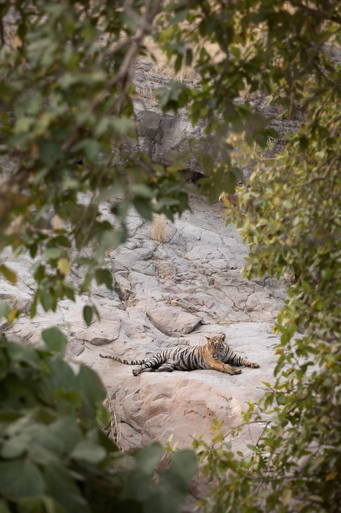 bengal tiger