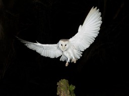 barn owl