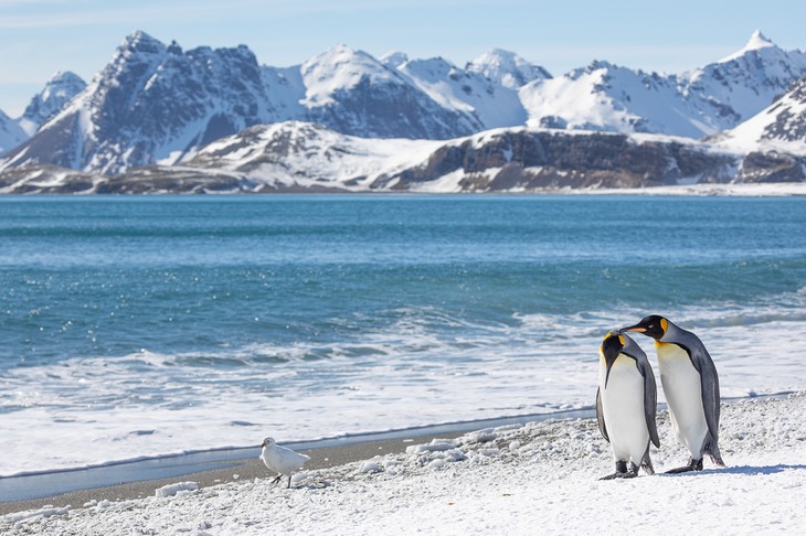 king penguin