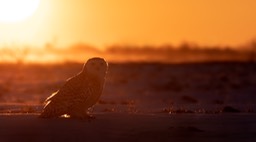 snowy owl