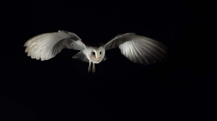 barn owl