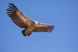 griffon vulture