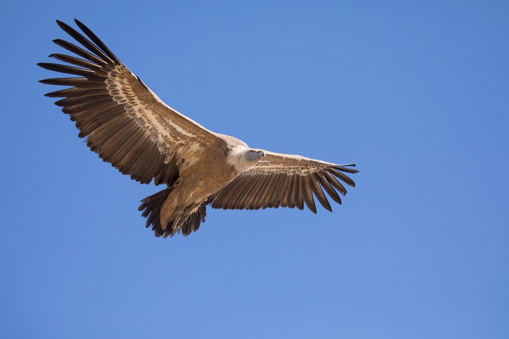 griffon vulture