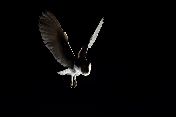 barn owl