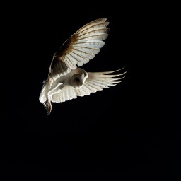 barn owl
