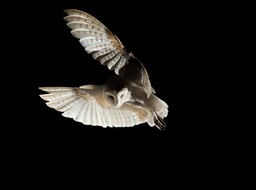 barn owl