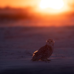 snowy owl