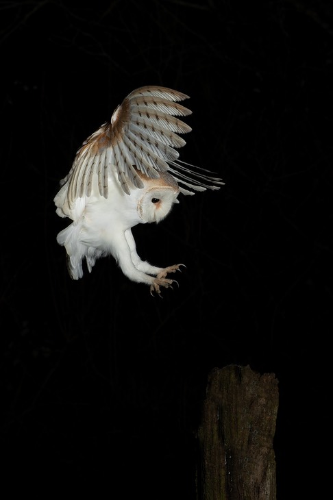 barn owl