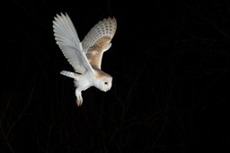 barn owl