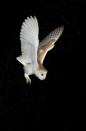 barn owl