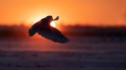 snowy owl