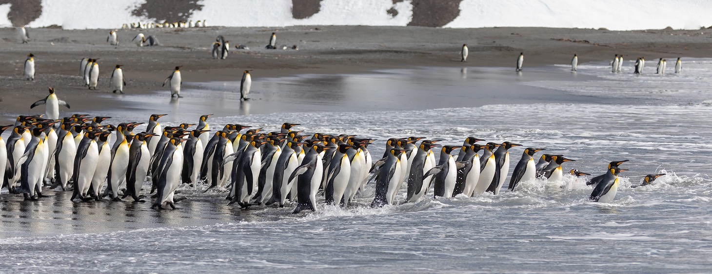 king penguin