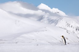 king penguin