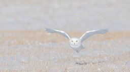 snowy owl