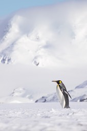 king penguin