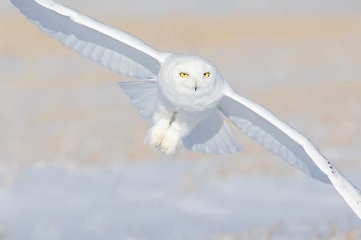 snowy owl