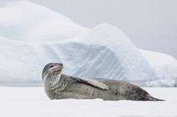 leopard seal