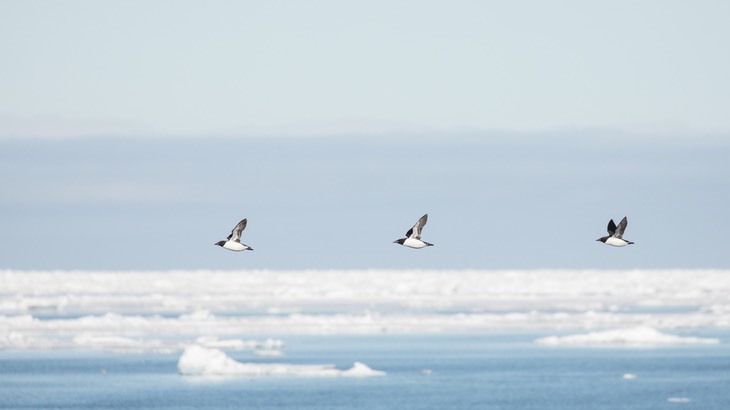 brunnich's guillemot