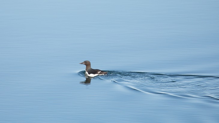 brunnich's guillemot