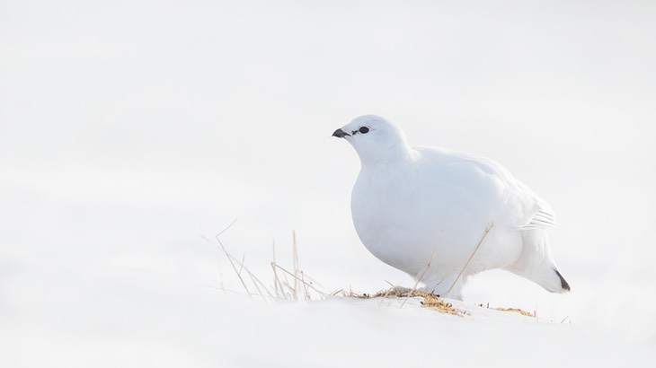 svalbard ptarmigan