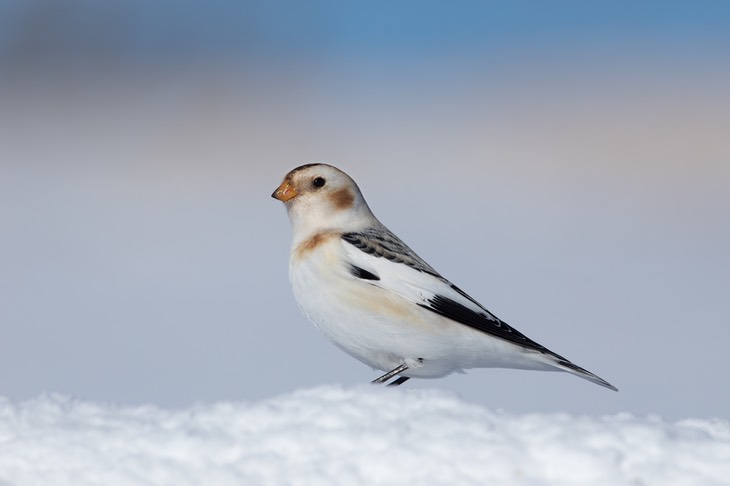 snow bunting