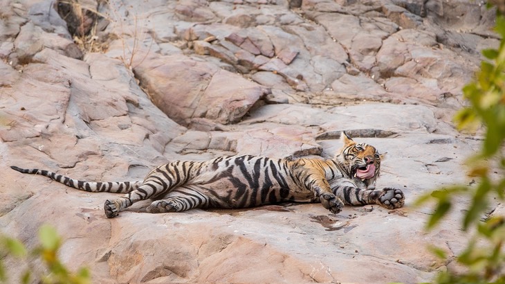 bengal tiger