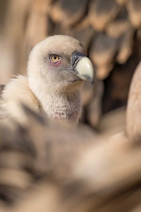 griffon vulture