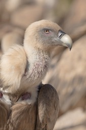 griffon vulture