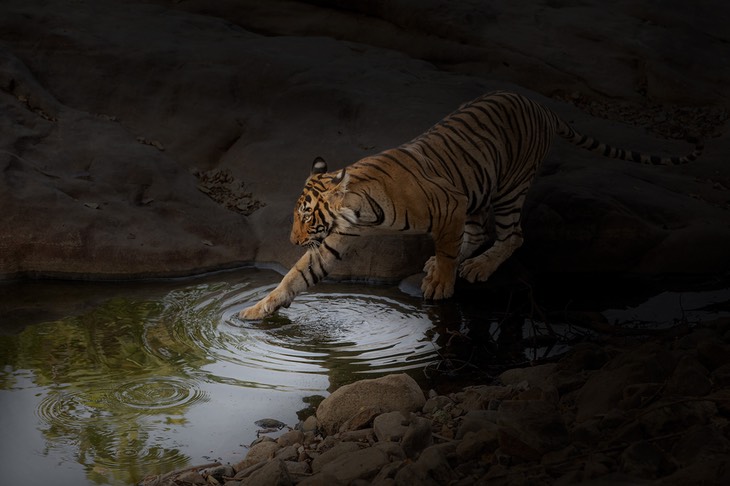 bengal tiger