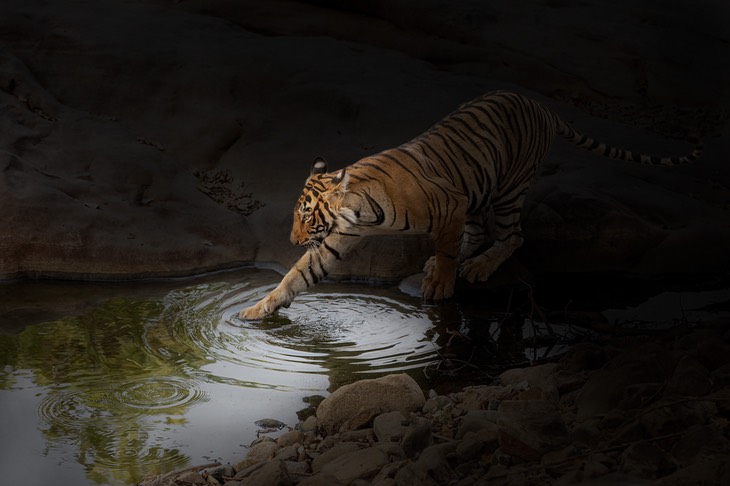 bengal tiger