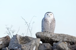 snowy owl