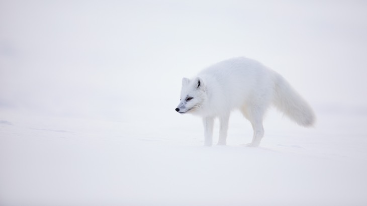 arctic fox