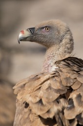 griffon vulture