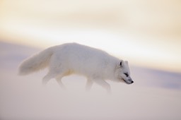 arctic fox