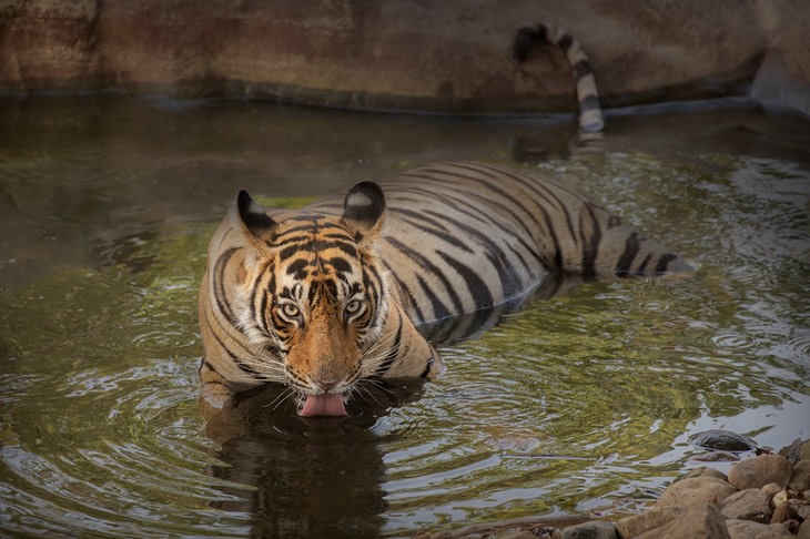 bengal tiger