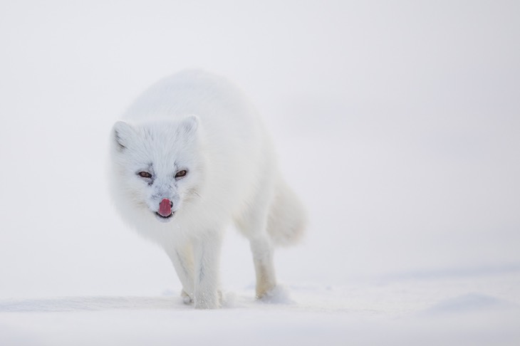 arctic fox