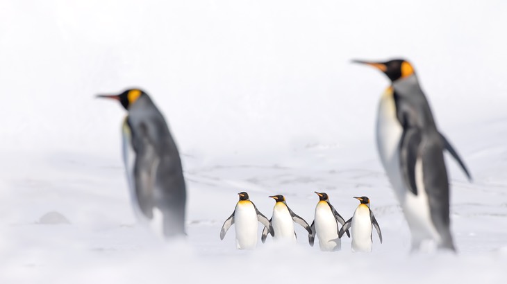 king penguin