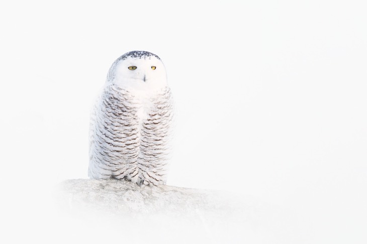 snowy owl