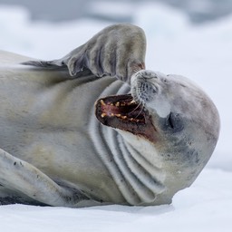 crabeater seal