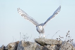 snowy owl