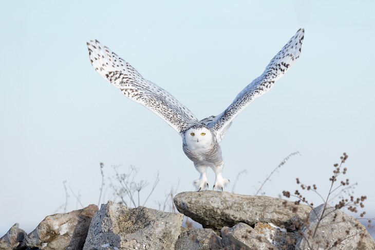 snowy owl