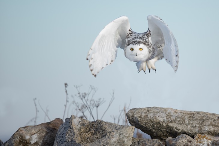 snowy owl