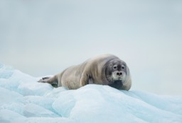 bearded seal