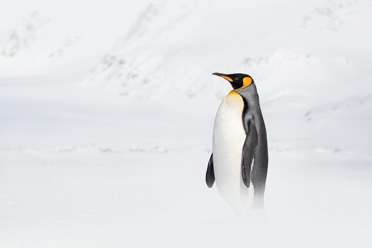 king penguin