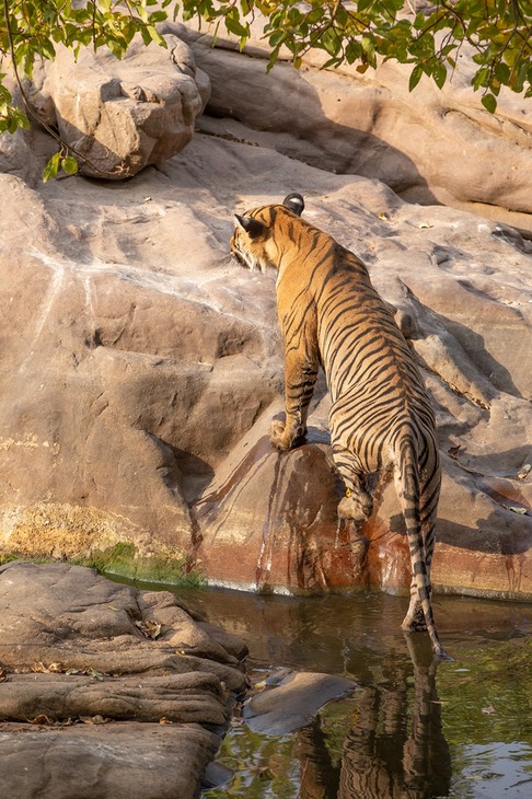 bengal tiger