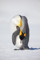 king penguin